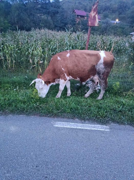 Vând vaca cu lapte