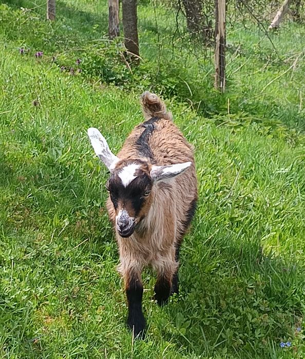 Disponibile Ieduțe+Țapisor