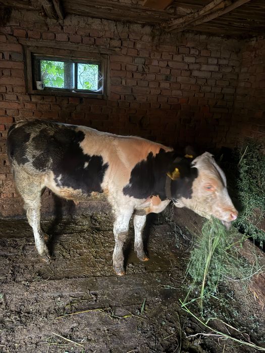 Vaca cu vițel de 6 luni