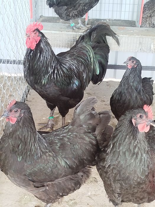 Oua pentru incubație găini Australorp