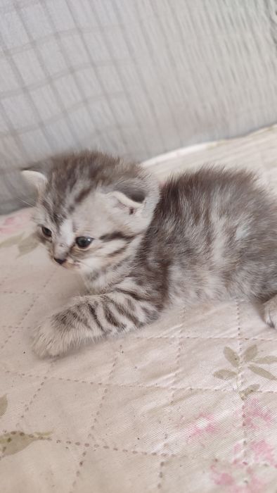Котята шодландцы