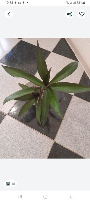 Комнатные цветы Рэо, 700 тг