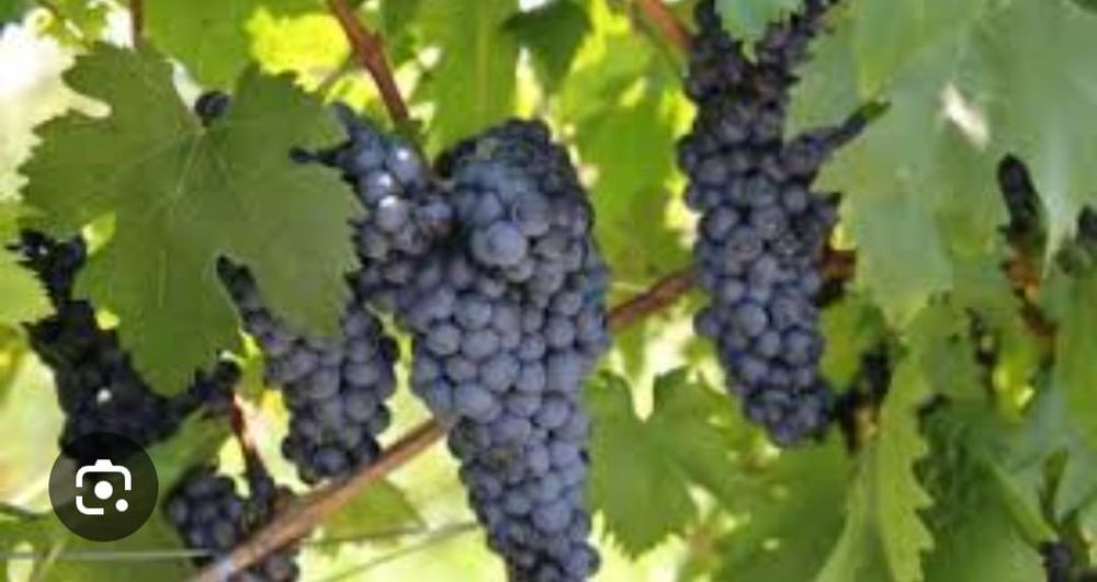 Struguri de vin toate soiurile