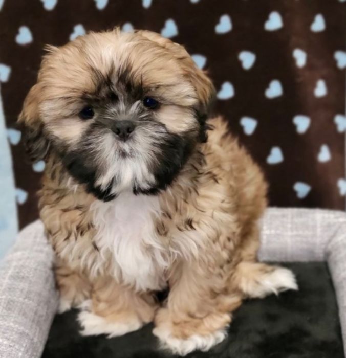 Bichon havanez  băiețel 450 lei