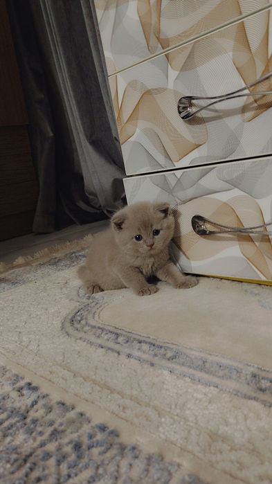 Продаётся котята