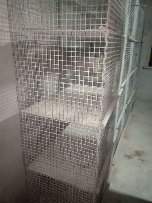 Qafas va qushlar sotiladi