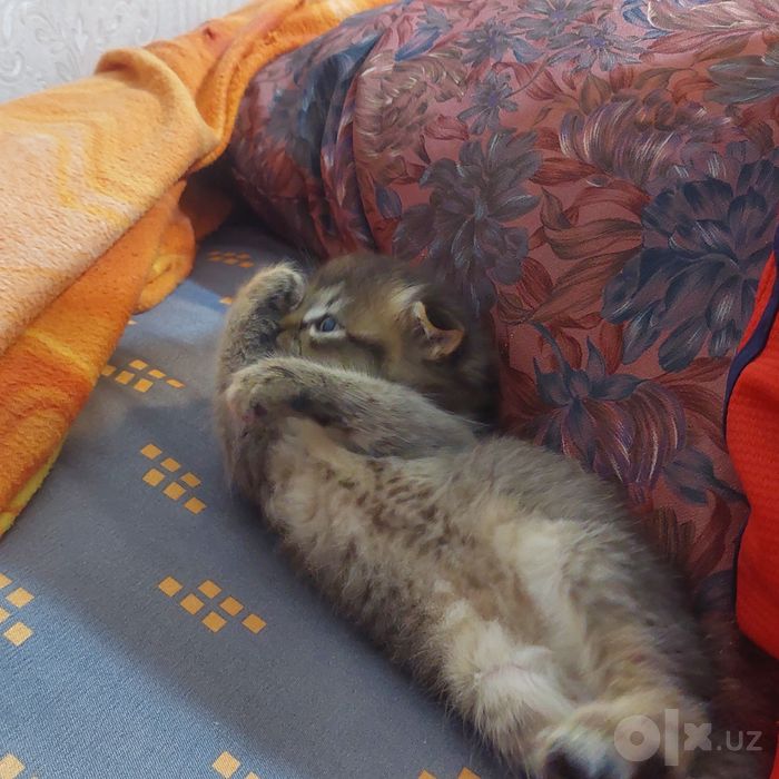 Котёнок вислоухий
