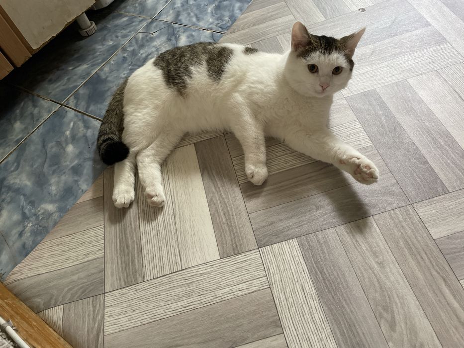 отдам котика в хорошие руки