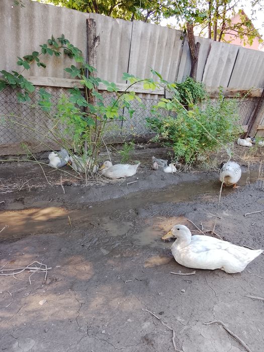Домашнее хозяйство