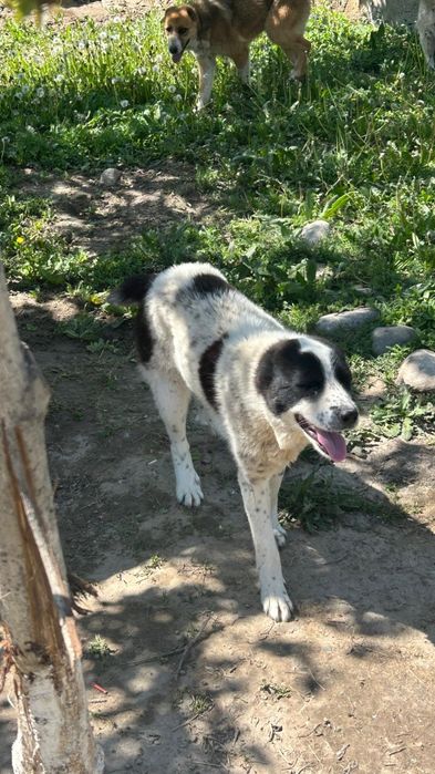 Продам щенка Алабай