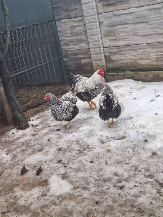 Oua de incubat Wyandotte