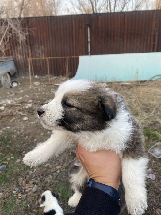 Щенки в хорошие руки