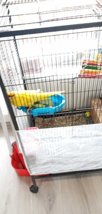 Мъжки Папагал Какарики с клетка и аксесоари