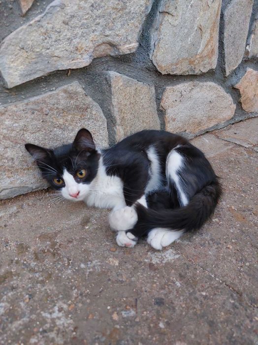 Подарявам котенца