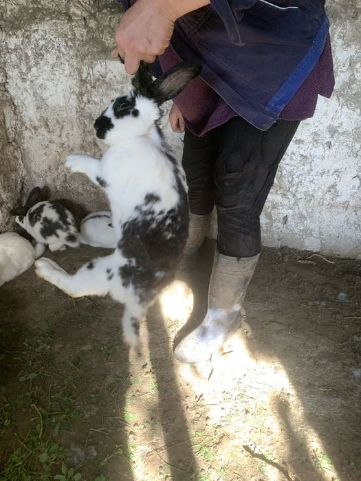 Vand iepuri rasa metis  fluture 100 lei