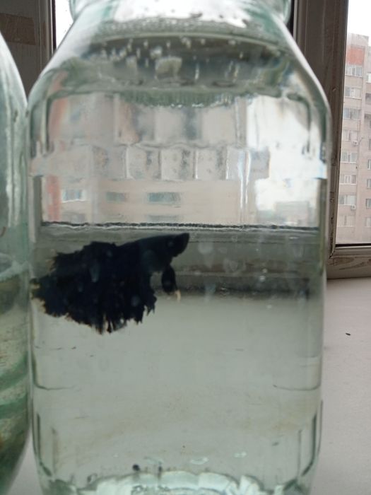 Продам петушков разных рыб