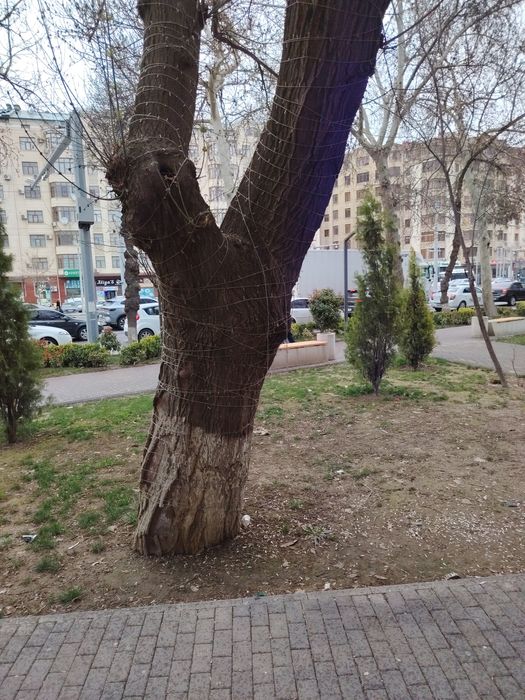 Arendaga magazin, ofis