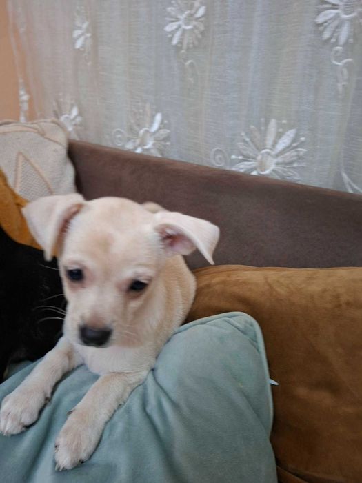 Чихуахуа на 2 м.и половина