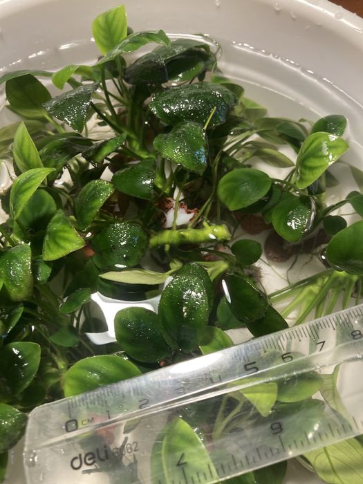 Аквариумные растение Анубиас нано