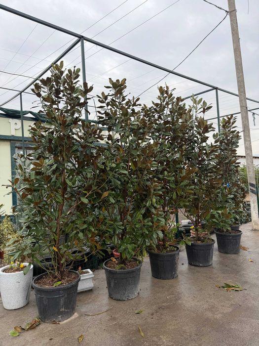 Магнолия Литл Джем Magnoliya Litl Gem