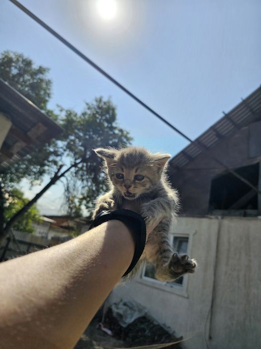 4 котят пол пока не всех знаю