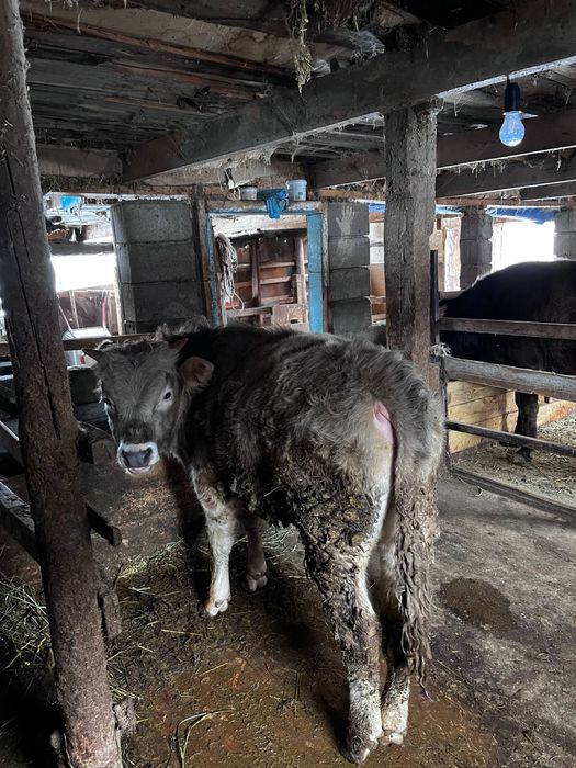 бұзау сатылады түрген ауылында