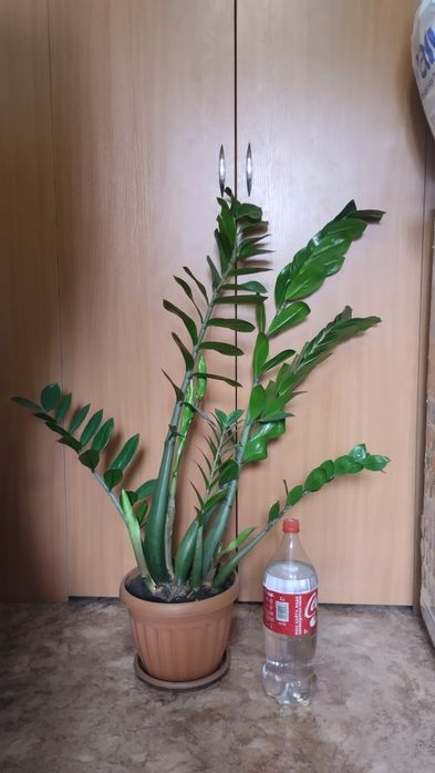 Продам большой замиакулькос