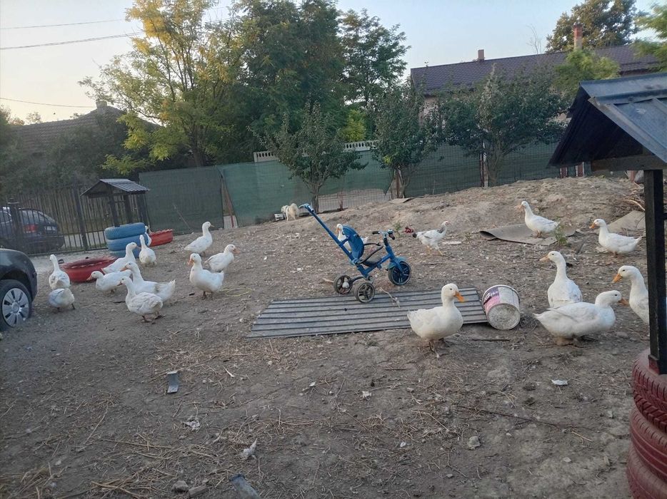 Vand rate pekin viu preț 30 lei /kg tăiat 35/kg lei de anul asta,rate mute boboci  20 lei buc pentru mai multe detalii sunați la Nr 0760071425