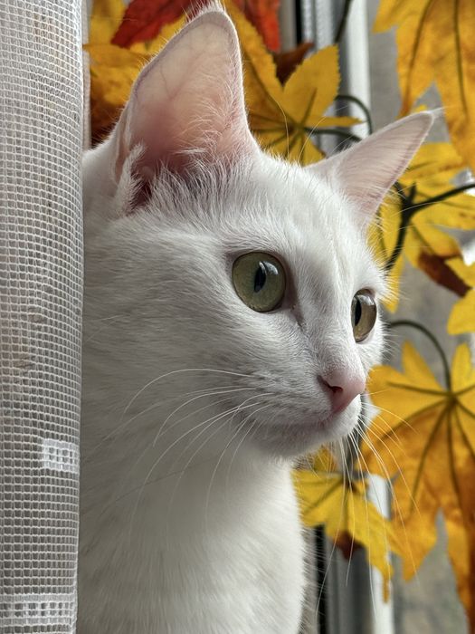 Очаровательная кошка ищет дом.