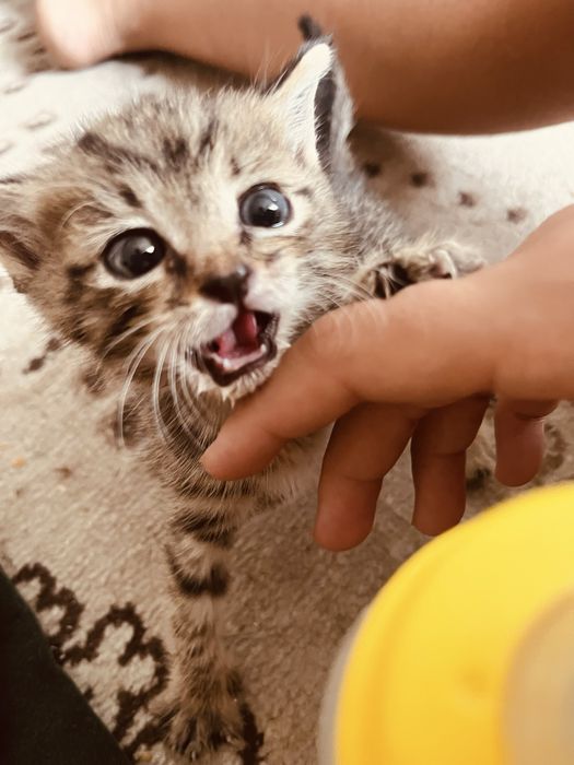 котерок мальчик
