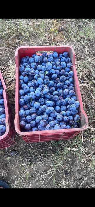 Prune pentru tuica