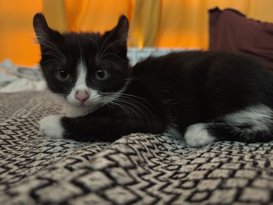 Домашние котята керл