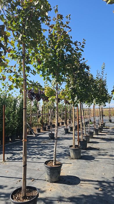 Acer platanoides- Acer crimson king- Tei de floare - Catalpa globulara