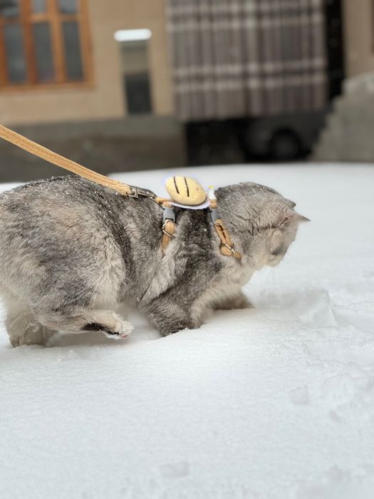 Mushuk sotiladi sog’lom zoti British chinchilla qiz bola 7 oylik