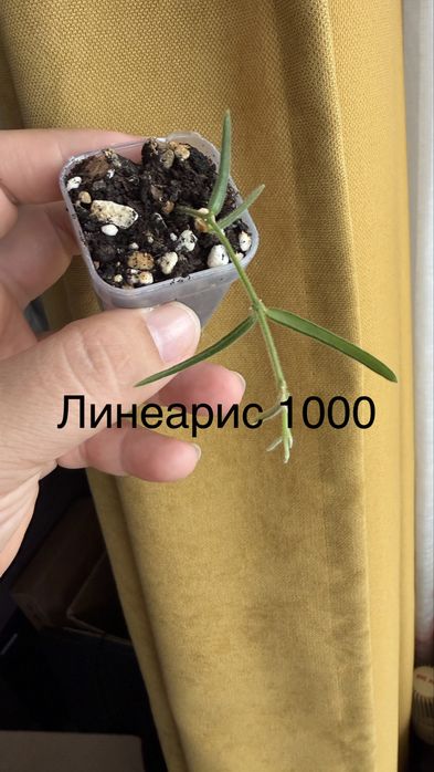Хойи ии дисхидии