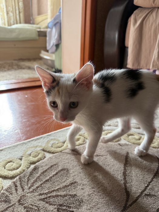 Отдадим котенка в хорошие руки