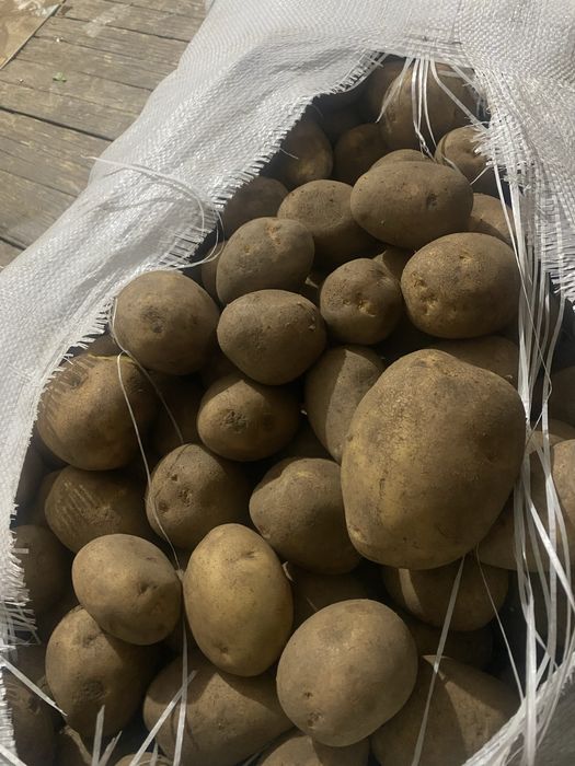 Картофель оптом товарка