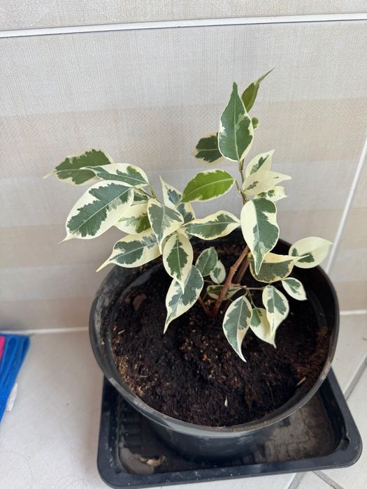 Фикус бенджамина твилайт, барок.