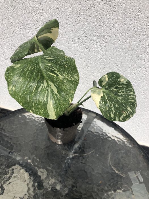 Monstera Thai Constellation