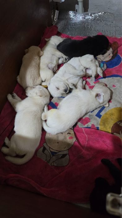 продам Лабрадоров