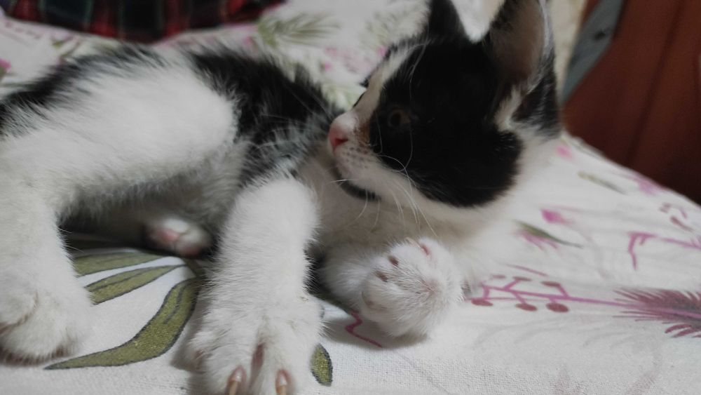 Котёнок ищет новый дом
