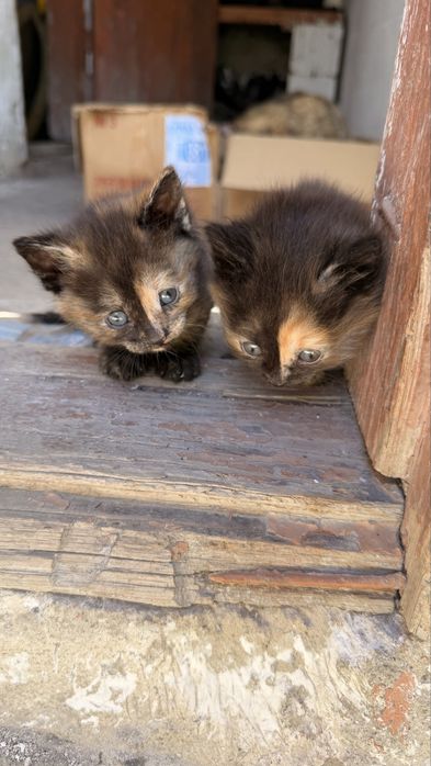 Раздаем петярых котят