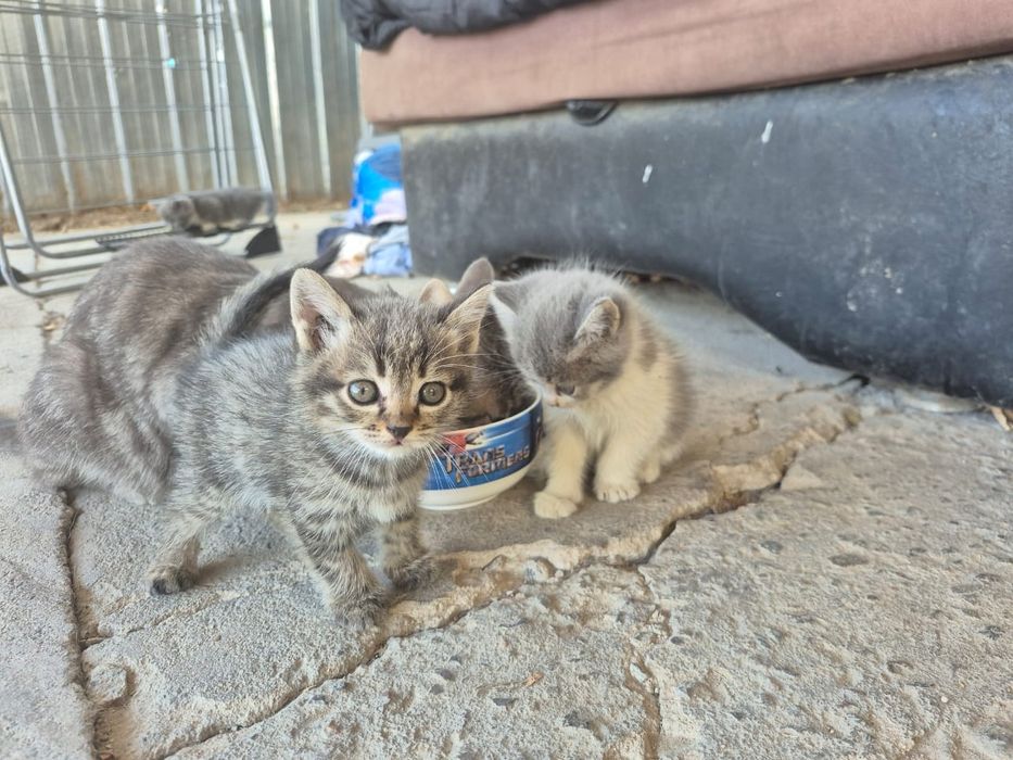 Котята,милые и активные