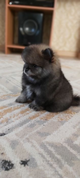 Шпиц мальчик готов к переезду