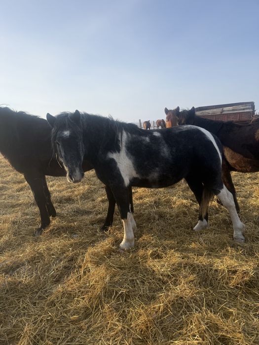 Продам кунан трех летка