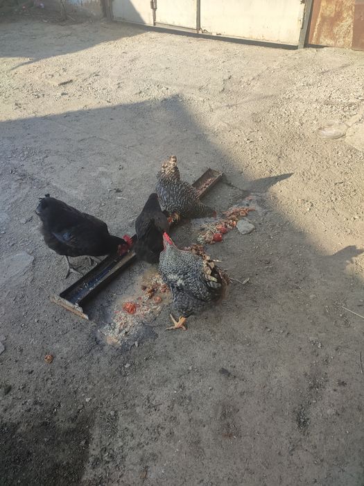 Пара куреей рябый и черный