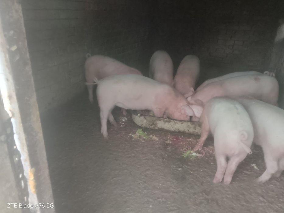 Продавам малки прасенца