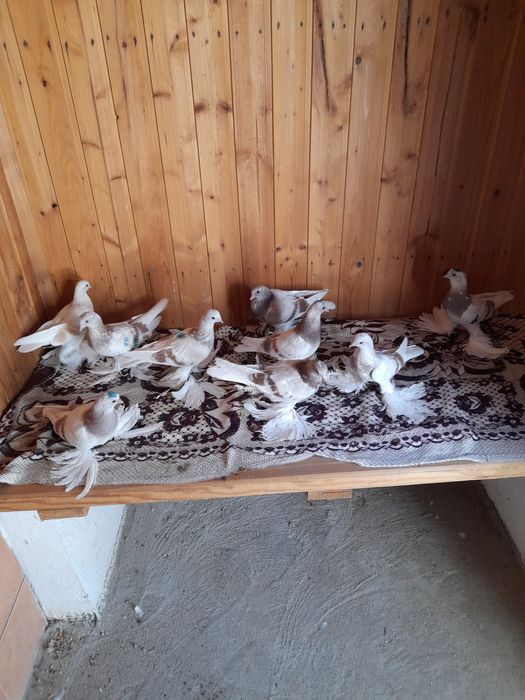 Продам голубей молодёжь