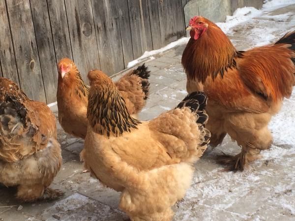 Яйцо брама инкубационные