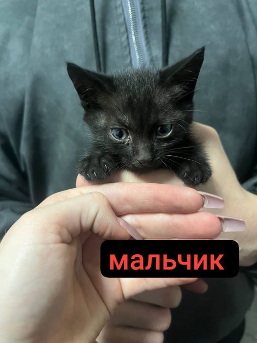 Отдам котят срочно